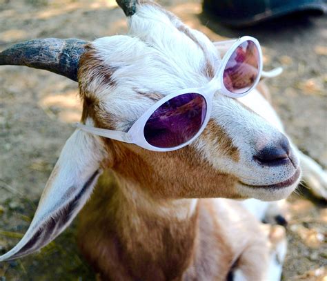 Goat In Glasses Mini Goats Baby Goats Keeping Goats Foto Meme