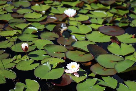 Free Images Leaf Flower Petal Pond Green Botany Aquatic Plant