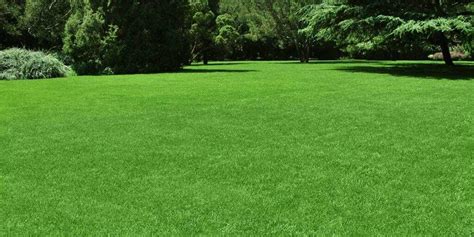Pro Tips For A Healthy Green Lawn