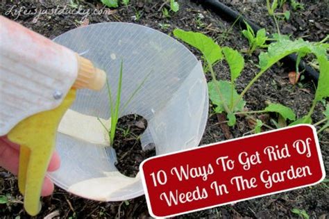 Remove all weeds before they begin to seed, not only in your vegetable garden, but also in your yard. 10 Ways To Keep Weeds Out Of The Garden