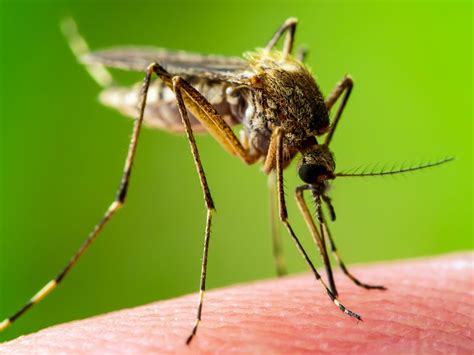 Encephalitis Yellow Fever Malaria Disease Or Zika Virus Infected