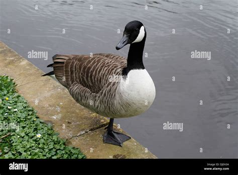 Canadian Goose Stands On One Leg Stock Photo Alamy