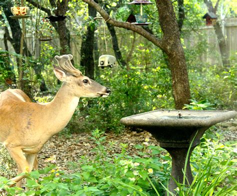 Gardening With Deer Dianas Designs Austin
