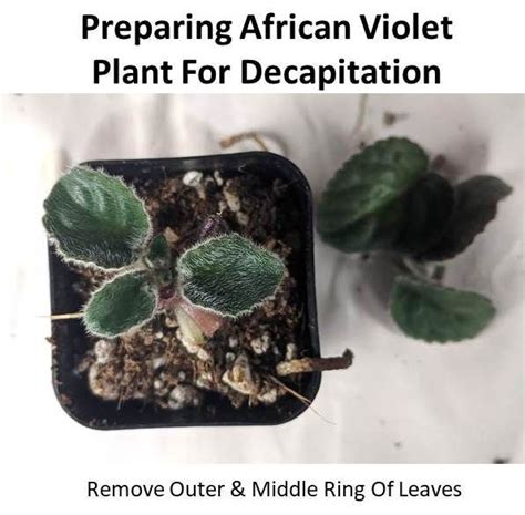 Decapitating African Violet Crowns Why And How Baby Violets In 2022