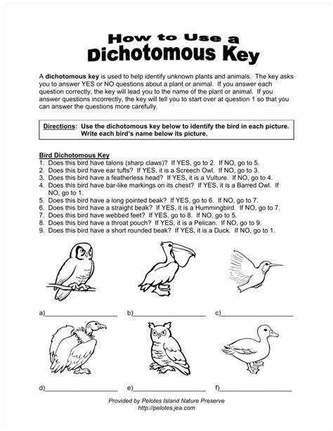 Dichotomous Key Worksheet Answer Key
