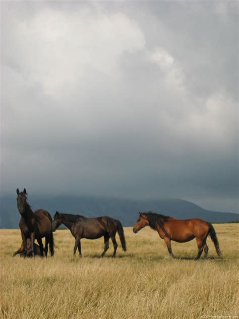 Horses In Meadow