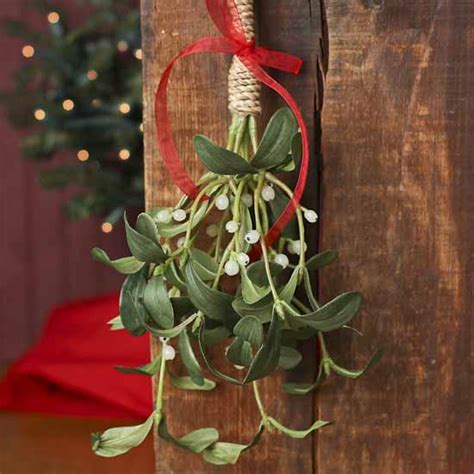 Hanging Artificial Mistletoe Holiday Florals Christmas And Winter