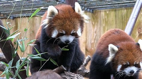 Utica Zoo Celebrating International Red Panda Weekend