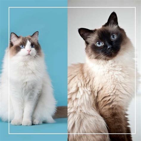 The Ragdoll Vs Birman What Are The Differences Cats On My Mind
