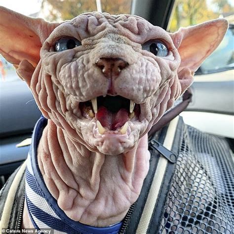 If you go to a reputable breeder, expect to pay around £1200 in the uk ($900 in the us or $1200 in australia) these numbers are not currency conversions, by the way, they reflect the different price you'll pay for this breed in different countries. Wrinkly 'naked' Sphynx cat Xherdan looks VERY grumpy as he ...