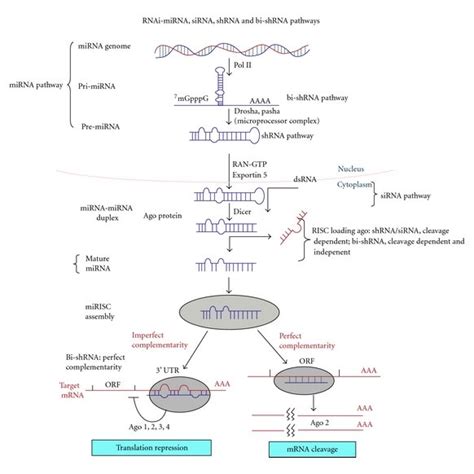 Rna Interference Mechanism Comparing Point Of Impact Between Shrna
