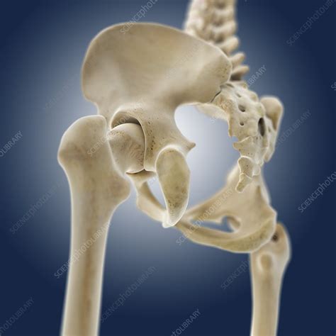 Hip Anatomy Artwork Stock Image C0131432 Science Photo Library