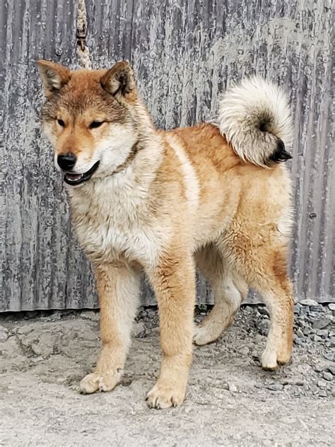 The Nihon Ken Available Male Shikoku Pup