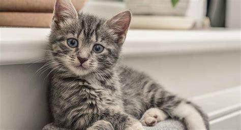 Grey Tabby Kitten With Blue Eyes