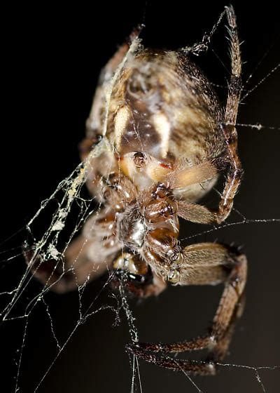 Female Furrow Spider Larinioides Cornutus Bugguidenet