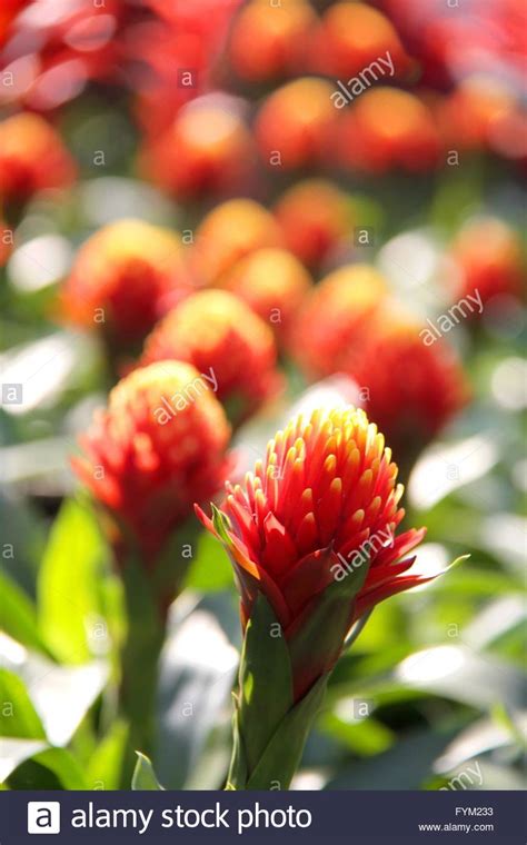 Bromeliad Plants Hi Res Stock Photography And Images Alamy