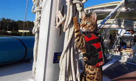 Buy the best and latest cat life jacket on banggood.com offer the quality cat life jacket on sale with worldwide free shipping. This cat LOVES sailing with his owner | Nature | News ...