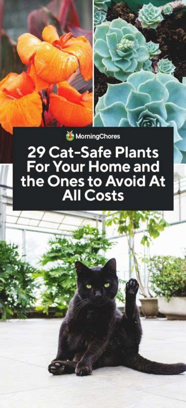 Experiment with terrariums, hanging planters, and tablescapes to elevate your space. 29 Cat-Safe Plants For Your Home and the Ones to Avoid at ...