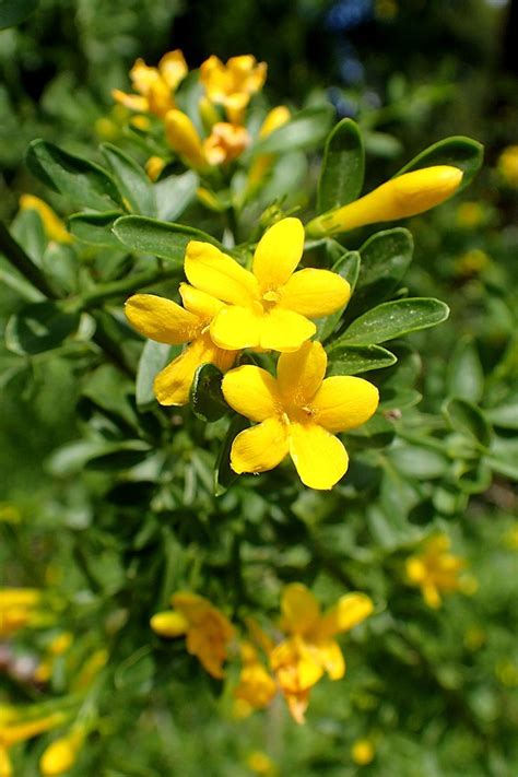 Chrysojasminum Fruticans Common Yellow Jasmine Wild Jasmine North