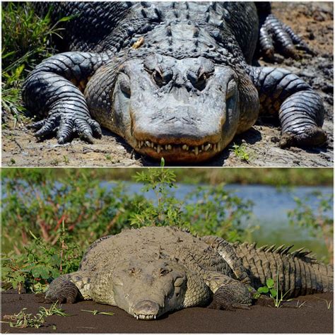 Crocodile Vs Crocodile The 9 Differences Explained 2023