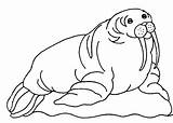 Walrus Coloring Clip Clipart Animal Pages Cliparts Sheet Arts Library Favorites sketch template