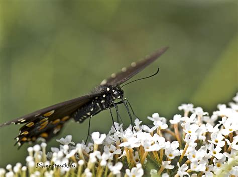 The Swallowtail Photograph By Diane Hawkins Fine Art America