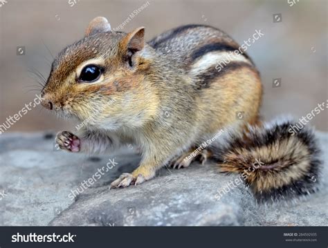 Cute Little Chipmunk With Full Cheeks Eating A Snack Stock Photo