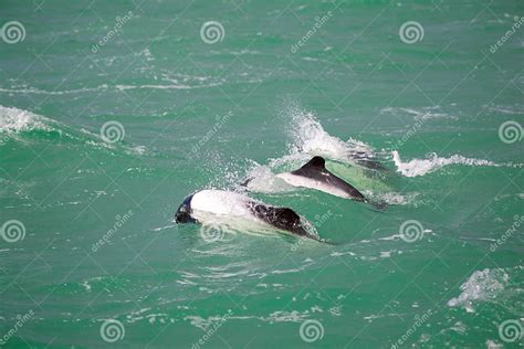 Dusky Dolphin Stock Photo Image Of Playful Blue Nature 11716568