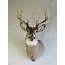 Whitetail Deer Shoulder Mount W 128M – Mounts For Sale
