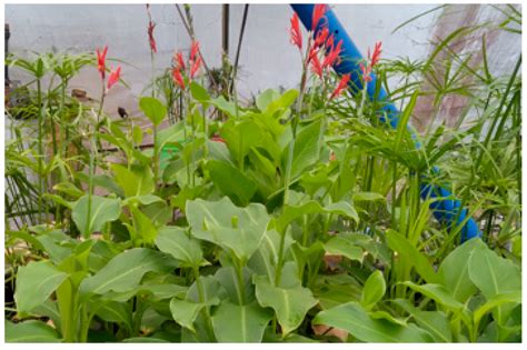 Conservation Free Full Text Potential Of Canna Indica In