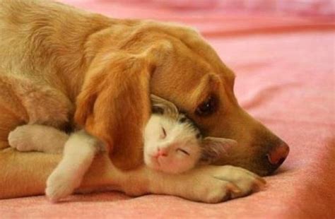 Maybe you would like to learn more about one of these? Cats and dogs get along (35 pics) | Amazing Creatures