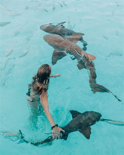 Compass Cay Sharks Ocean Creatures Shark Photos Shark