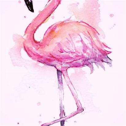 Curiosidades Sobre Flamingo Flamingos Animal Os Ave