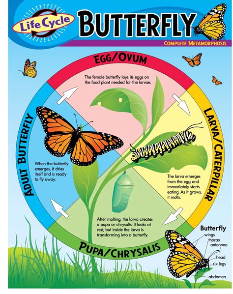 Model Of Life Cycle Of A Butterfly 3d Model Of Life Cycle Of A