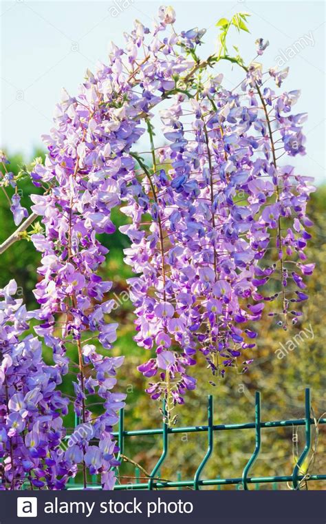 Spring Flowers Blooming Wisteria Vine In Garden Stock Photo Alamy