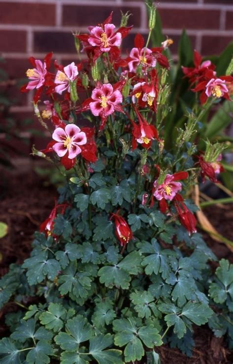 Jun 15, 2020 · with profuse tiny flowers, there's plenty of nectar for both hummingbirds and butterflies. Plants that Attract Hummingbirds | GARDENING/LANDSCAPE ...