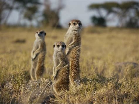 Botswana Wildlife Safari Meerkats And More Responsible Travel