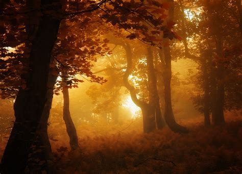 Nature Forest Mist Sunrise Leaves Fall Trees Landscape Amber