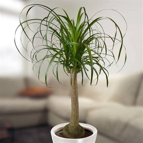 We would like to show you a description here but the site won't allow us. Nolina recurvata 120cm (Olifantenpoot) - 1 plant | Pata de ...