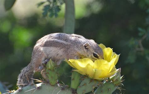 What If A Dog Eats A Cactus