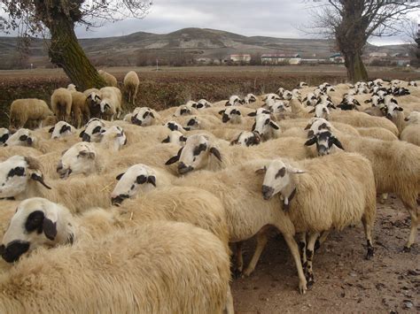 Free Photo Herd Of Sheep Agriculture Trees Sheep Free Download