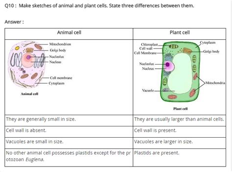 Ncert Solutions For Class 8 Science Cell Structure And Functions