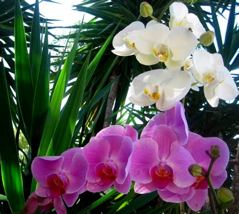 Choose from thousands of hotel discounts & cheap hotel rooms. Orchids in a tropical setting in Boca Raton Florida with ...