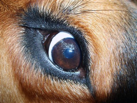 Dog Eye Copyright Free Photo By M Vorel Libreshot