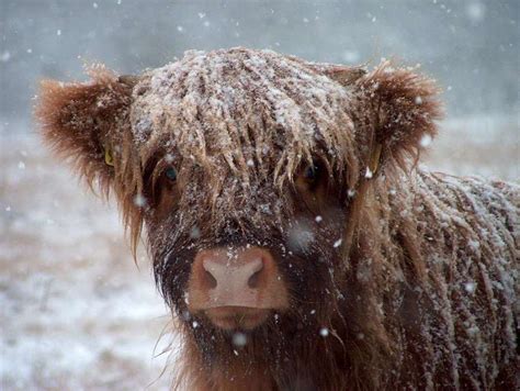 Top Reasons To Visit Scotland In Winter Bull Pictures Highland