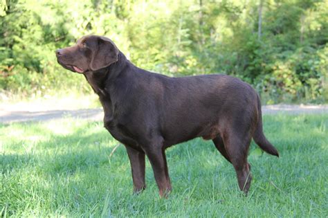 Available Adult Labrador Retrievers