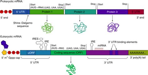 To transmit the information encoded in genes, in the form of carefully ordered nitrogenous. Structure and Functions of three major types of ...