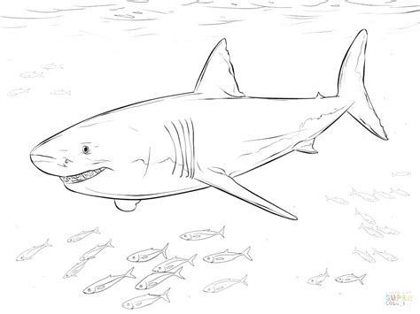 Maybe you would like to learn more about one of these? Great White Shark Coloring Page at GetColorings.com | Free ...