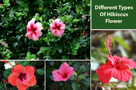 Different Types Of Hibiscus Flower Variety And Species Embracegardening