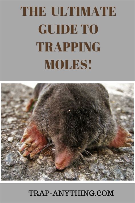 Read 644 reviews of mole removal to see what real people have to say about their experience, including cost, recovery time & if it was worth it or not. How To Get Rid Of Moles in 2020 | Mole, Mole removal yard, Mole removal